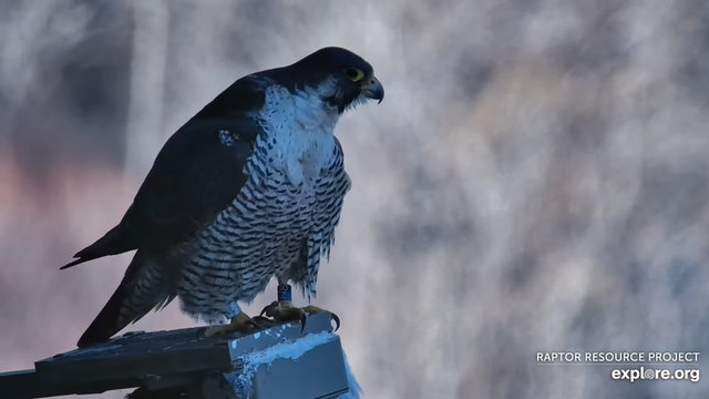 Great spirit bluff Falcons Przechwytywanie-w-trybie-pe-noekranowym-22-02-2024-205856