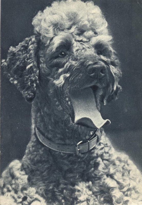 Пудель 1969 Планета 19