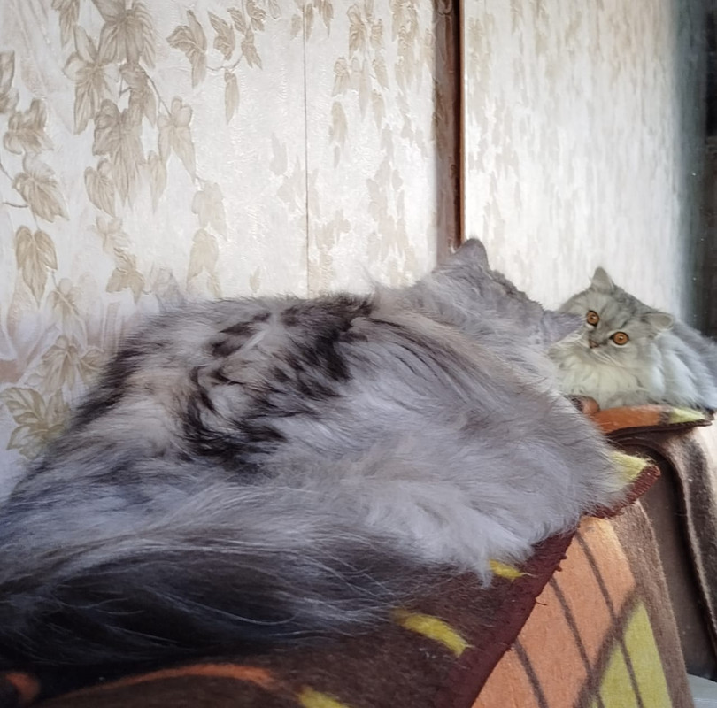 Изображение WhatsApp 2024-09-13 в 10.10.36_b251d15a