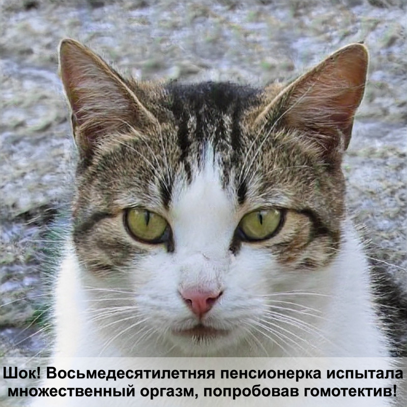 пятнистая кошка