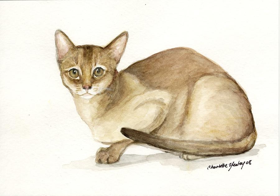 5-absyssinian-cat-charlotte-yealey