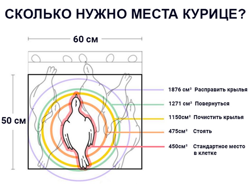 Сколько нужно места курице?