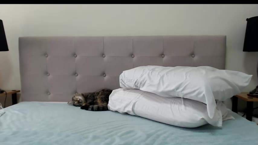 purelycarnal chaturbate Apr 17 2021 05-26-04