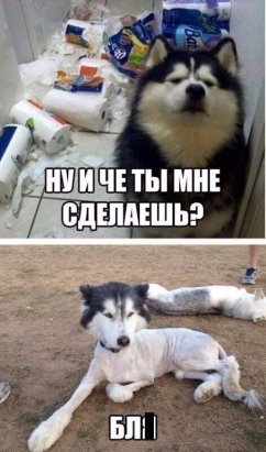 собака лысая