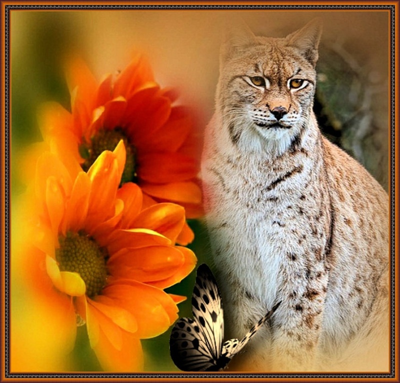MOOIE-KATER-2