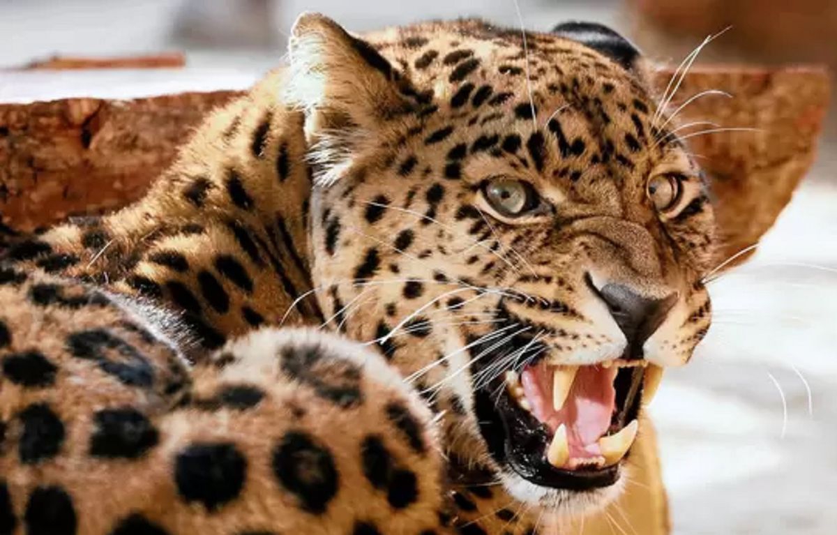 Leopardo “devorador de niños” mata a tres menores en la India