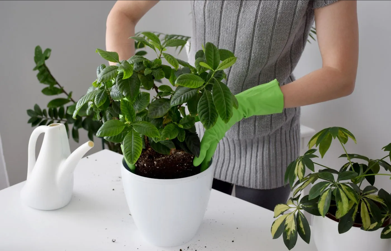 ¿Cómo mantener la humedad de las plantas? Mantenlas hidratadas con algodón