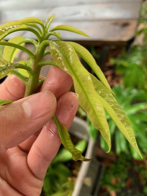 mango 2
