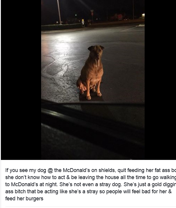 dogbusted.jpg