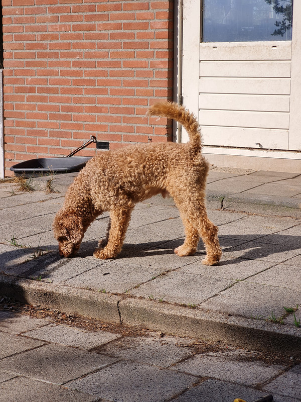 Afbeelding