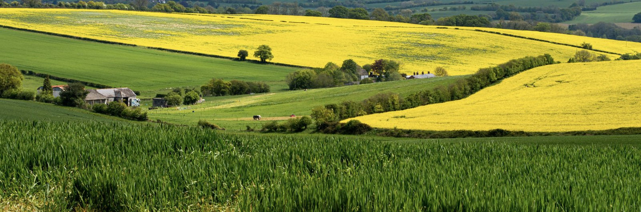 green-mujstard-rape-landscape.jpg