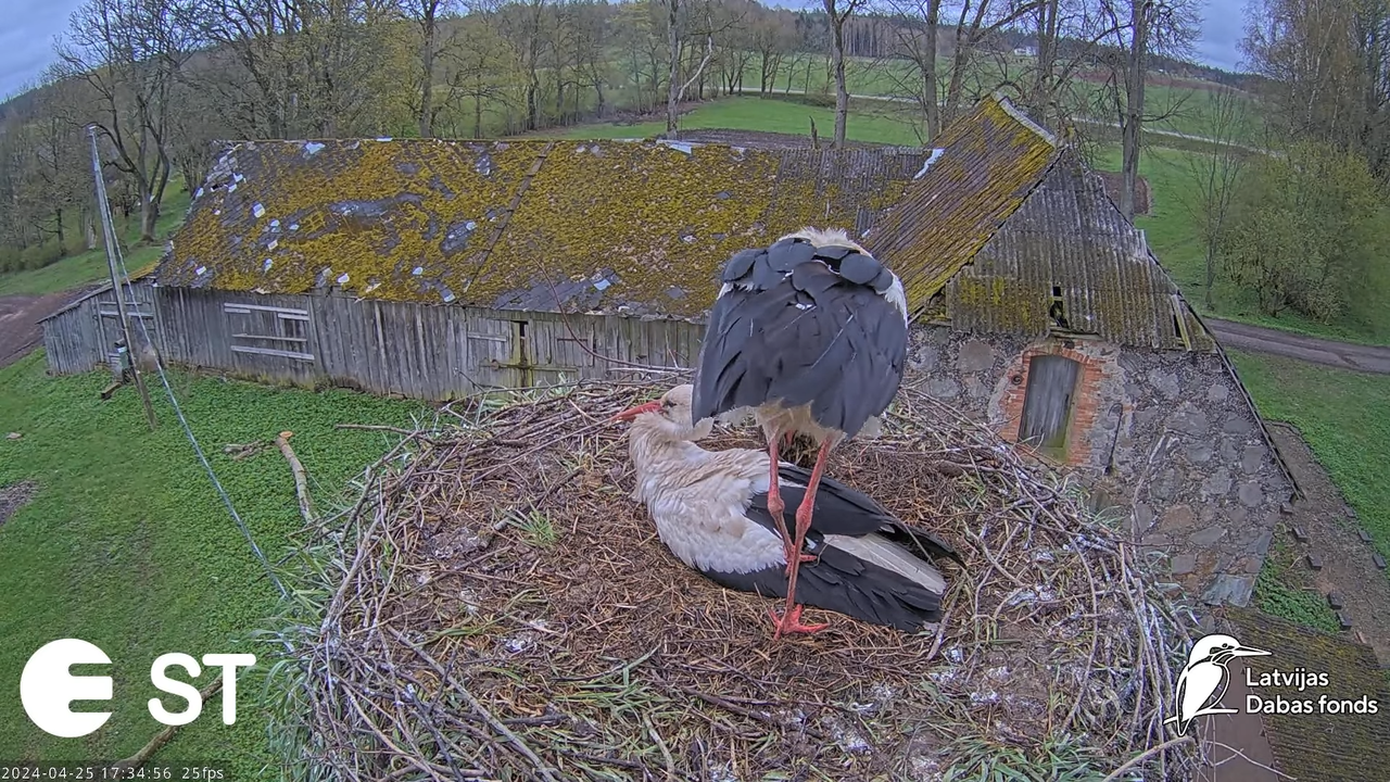 Baltie stārķi (Ciconia ciconia) Tukuma novadā - LDF tiešraide __ White storks in Tukums, Latvia 13-5