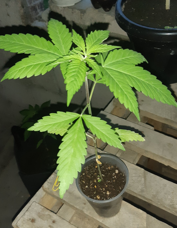 Screenshot_2023-07-31-22-13-54-894_com.google.android.apps.photos