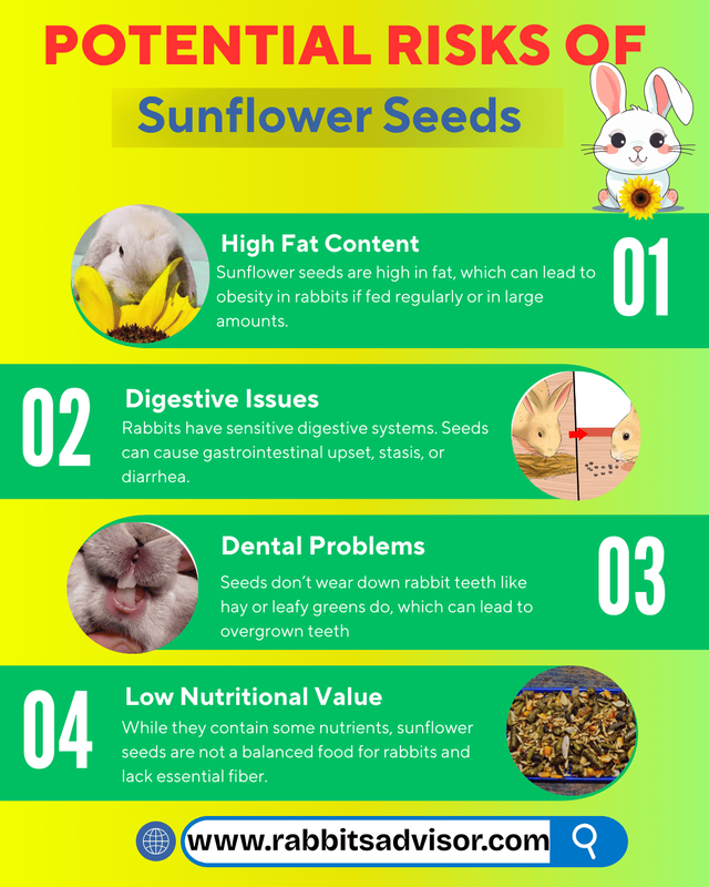 Can Rabbits Eat Sunflower Seeds, Leaves, Plants, & Stalks? Guide