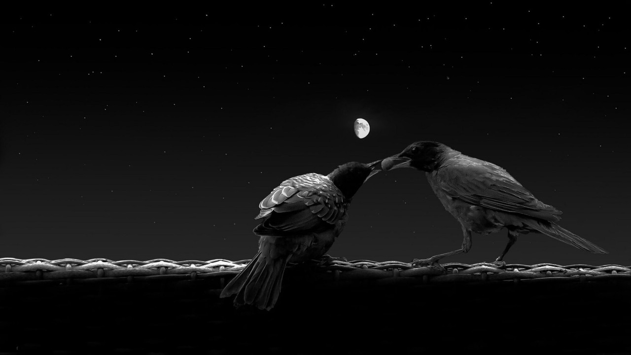 blacknwhite-birds.jpg