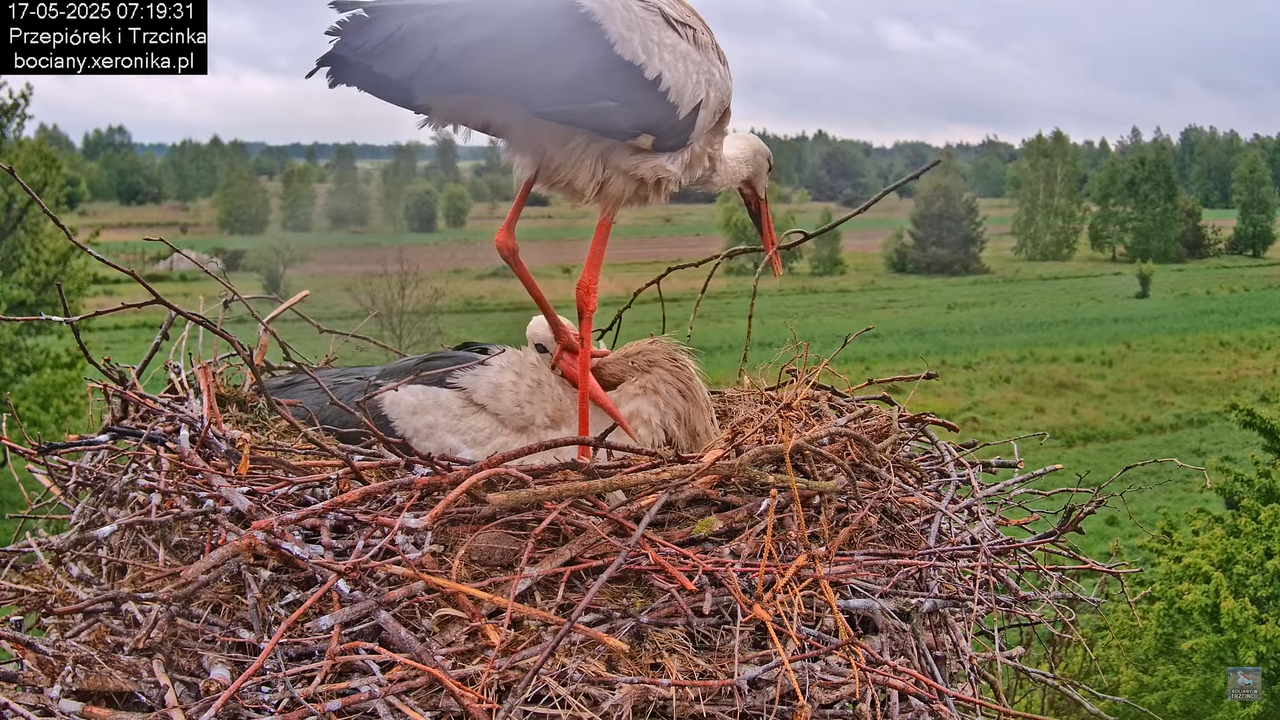 17052025bociany11