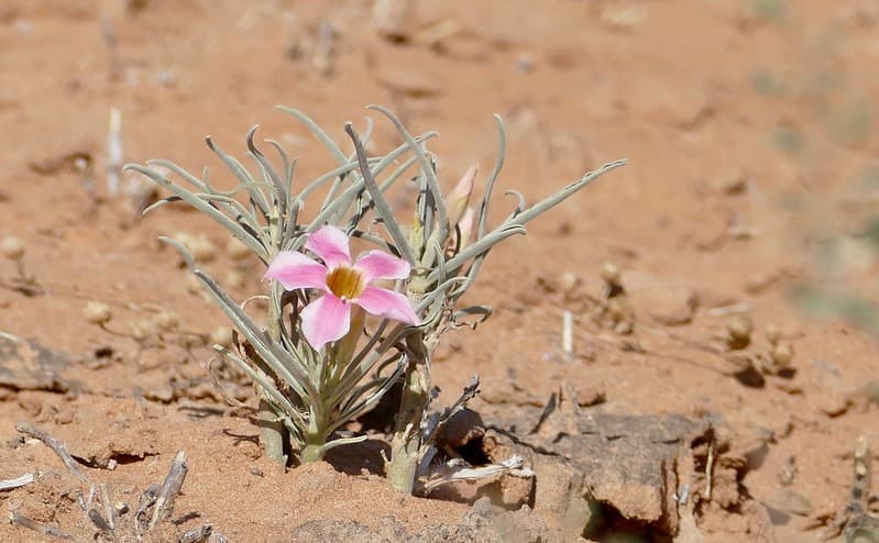 adenium-oleifolium-flower
