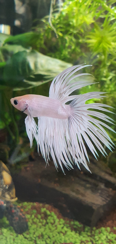 Screenshot_20250611-082339_Gallery