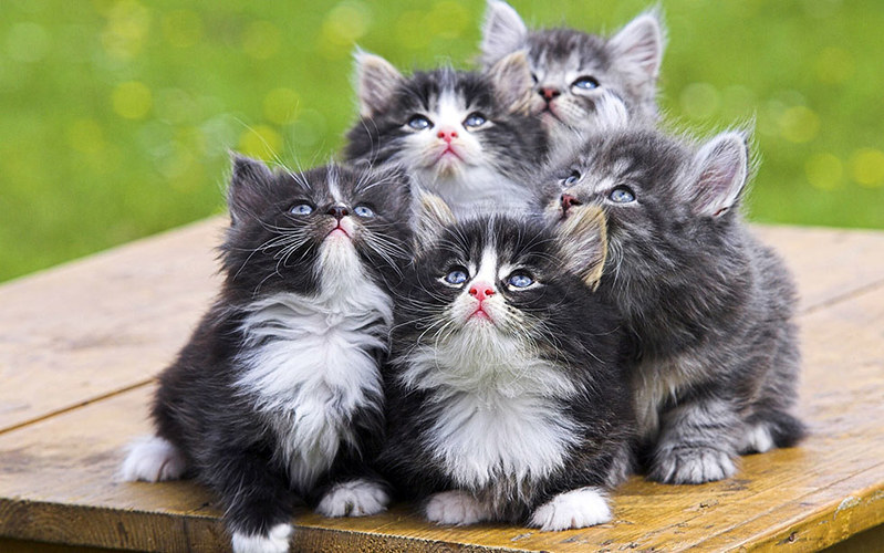 blacknwhite-kittens.jpg