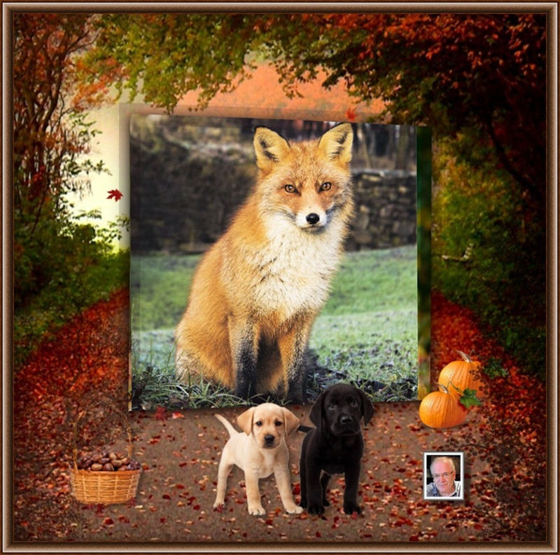 MOOIE-KATER-2