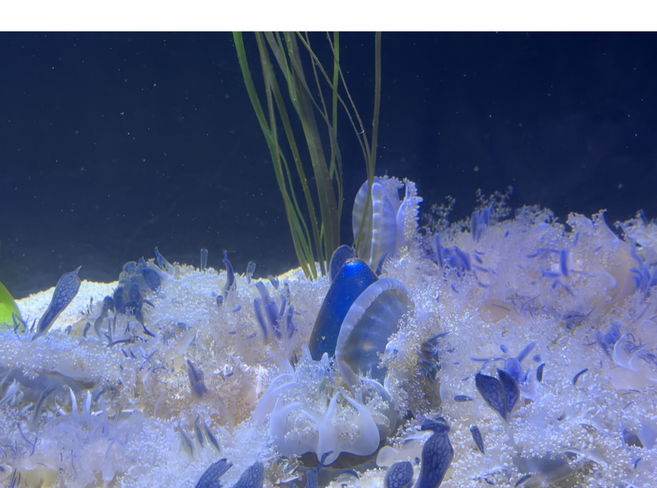 [Image: Soft-Coral2.png]