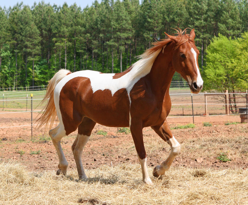 chestnut-saddlebred-4-by-venomxbaby-d2p1o2i-fullview.jpg