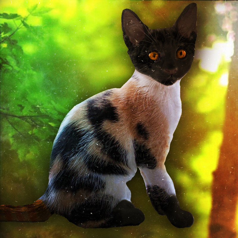 Mothkit of ShadowClan Kit-Picture