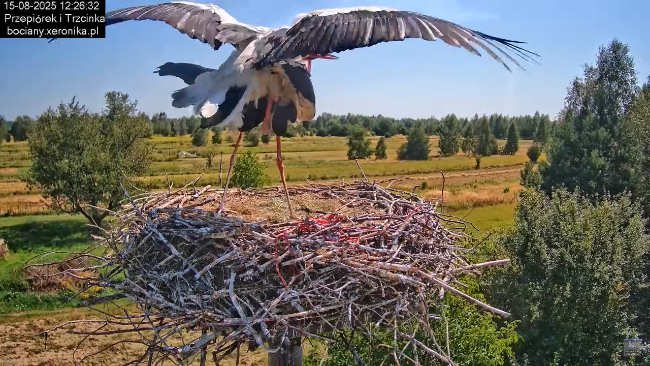 15082025bociany27