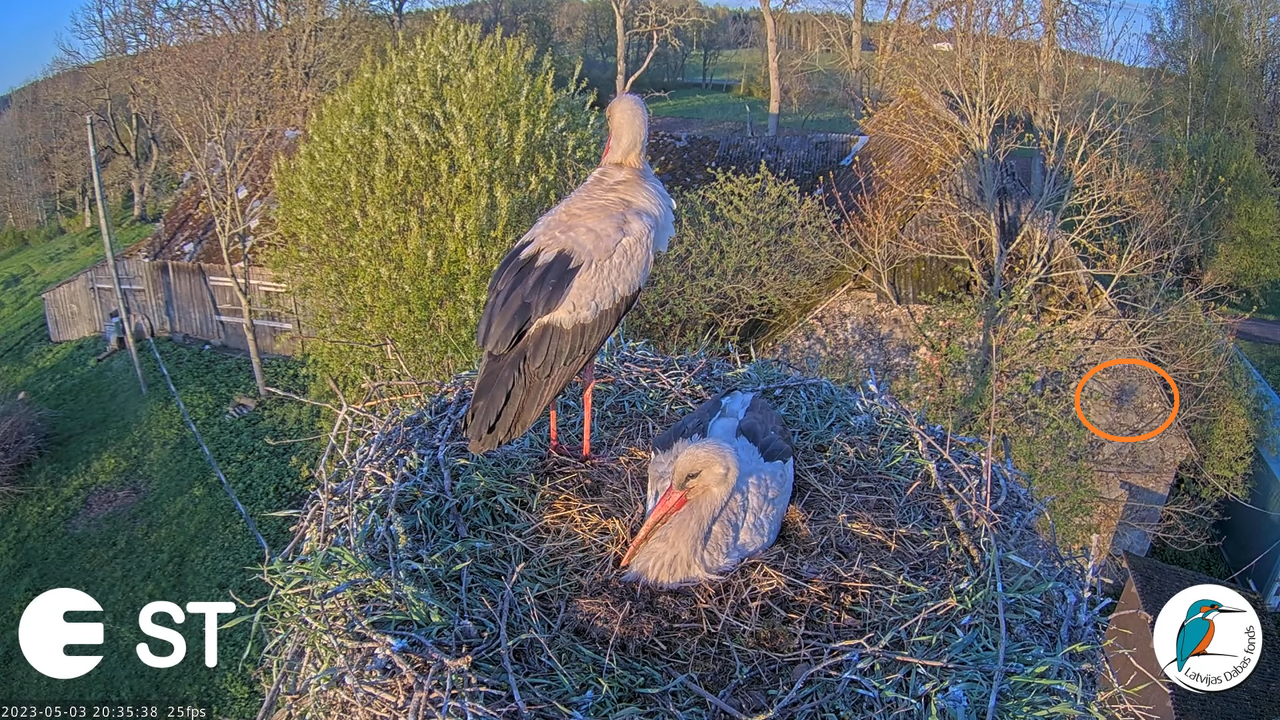 Baltie stārķi (Ciconia ciconia) Tukuma novadā - LDF tiešraide __ White storks in Tukums, Latvia 18-5