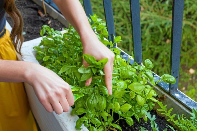 Bosiljak u saksiji