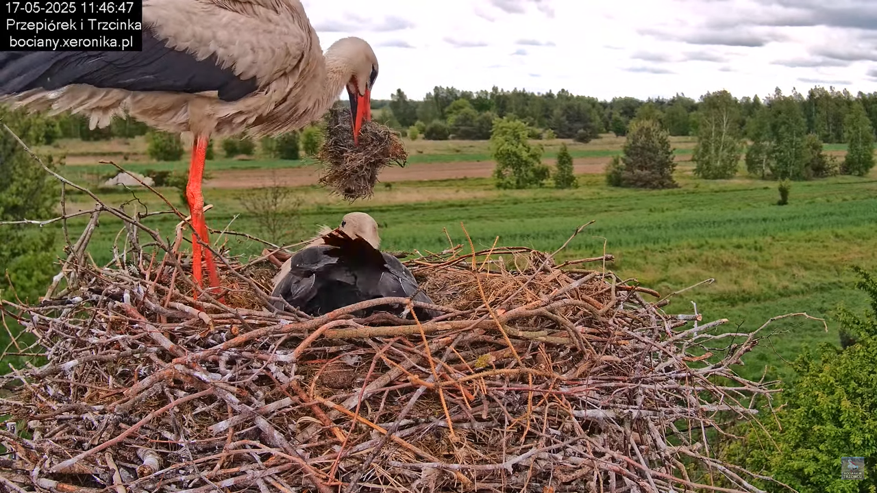 17052025bociany24