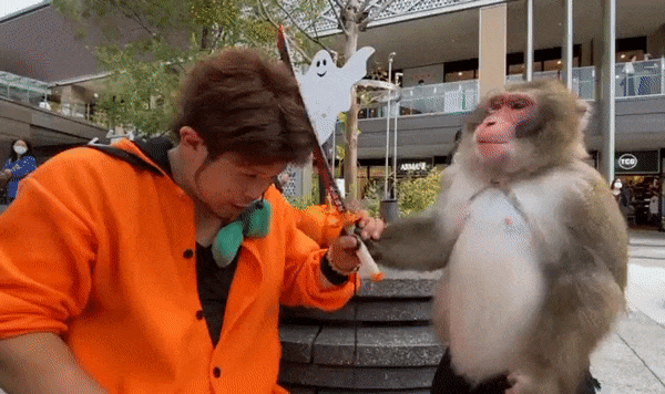 https://i.postimg.cc/pdS4VyY6/ezgif-1-d11caf848645.gif