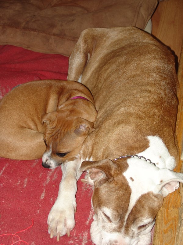 [Image: Finally-got-them-sleeping-together.jpg]