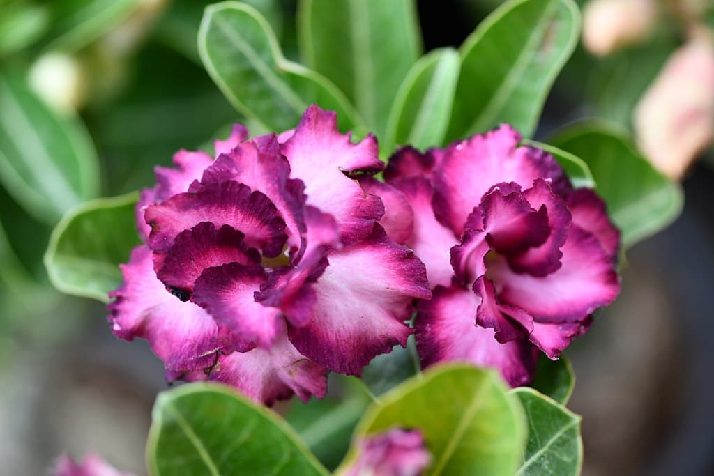 adenium-blooming-again.jpg