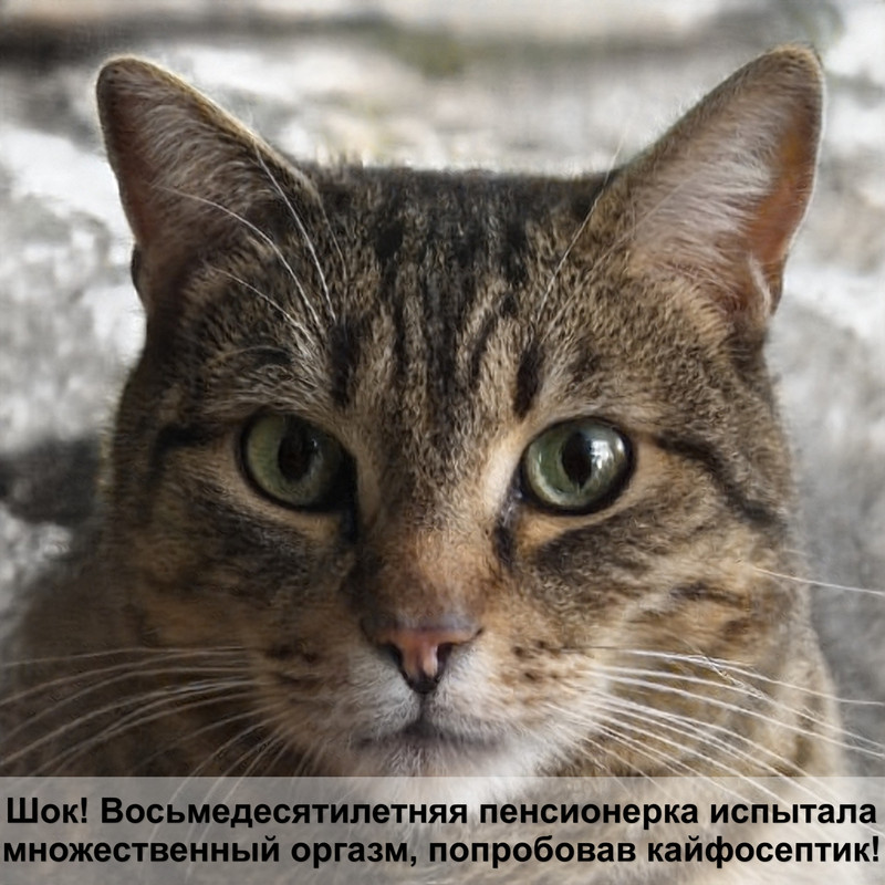 серебристая шиншилла кошка