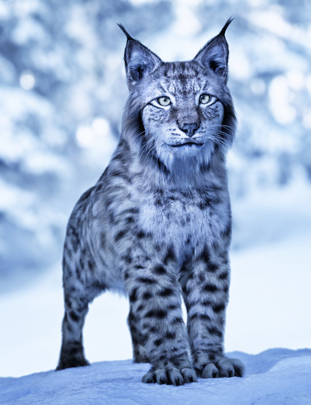 Felidae by AM - Lynx
