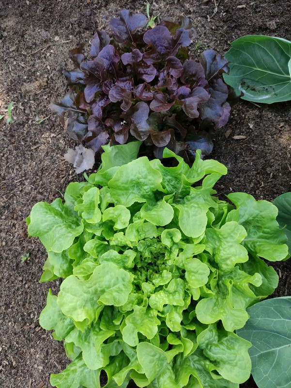 salad.jpg