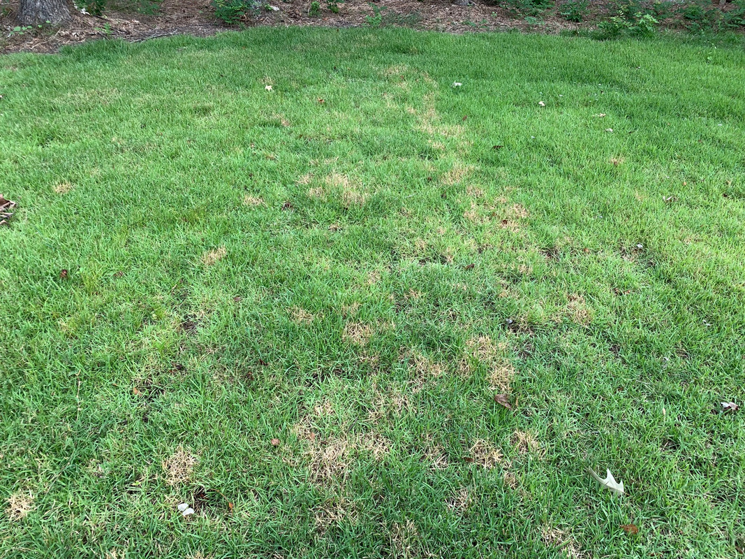 Brown Patch Maybe Empire Zoysia Lawn Care Forum