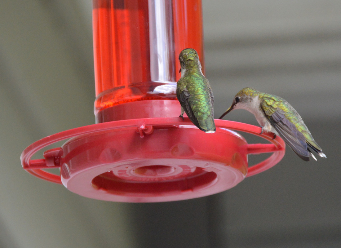2021-5-6 Hummingbirds (2)