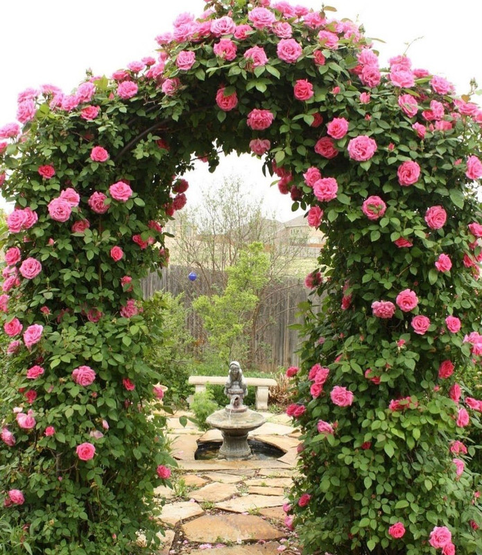 Создание цветущей арки из плетистых роз шаг за шагом
