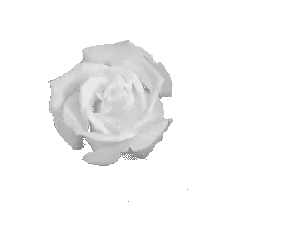 rose.webp