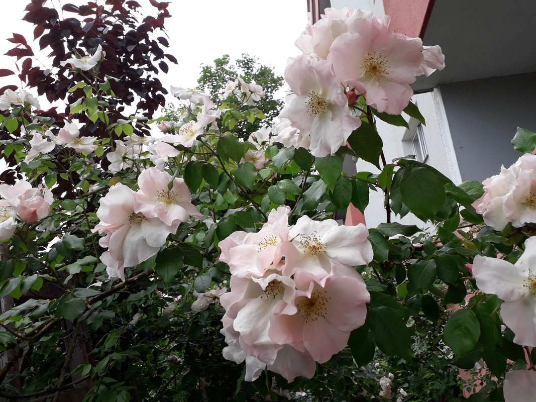 20190530_155233