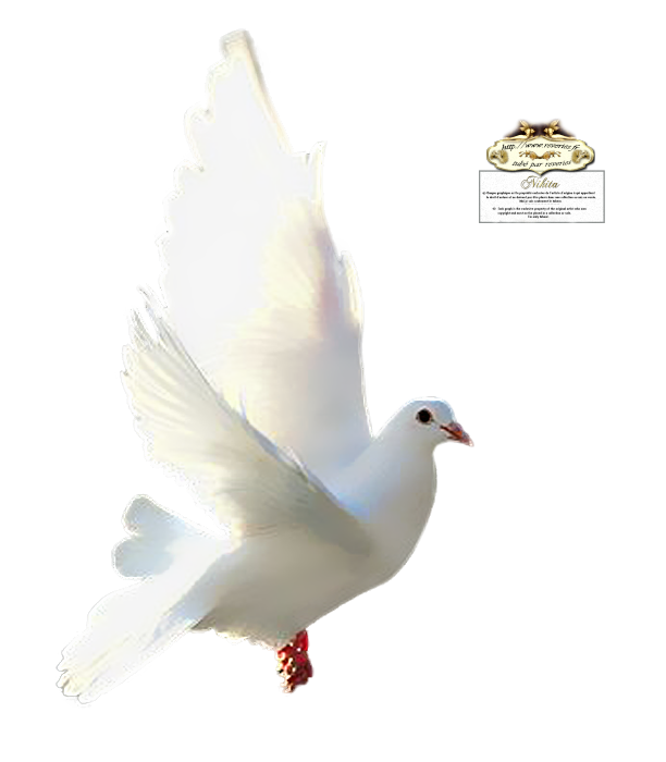 12926131283_animaux_nikita