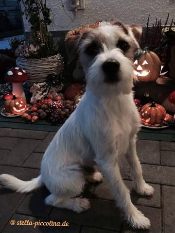 An den Beitrag angehängtes Bild: https://i.postimg.cc/pdY73kbN/DEKO-HERBST-02.jpg