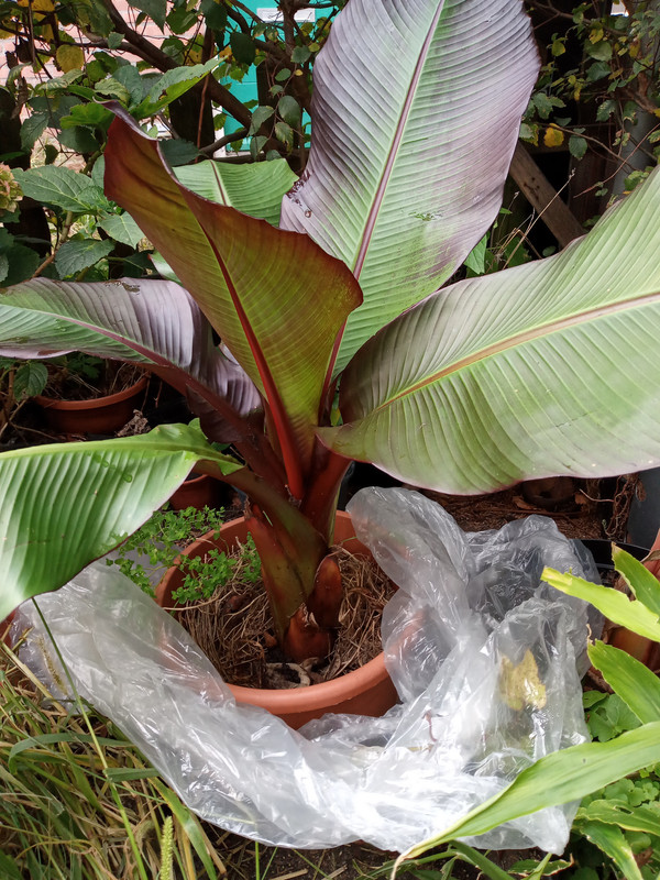 [Image: 20201023-141250.jpg]