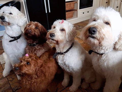 Just popped in to say hello! - UK Labradoodle Association