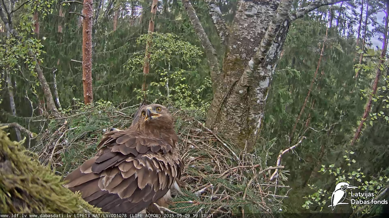 Mazais ērglis (Clanga pomarina), ligzda bērzā 17-36-56 screenshot