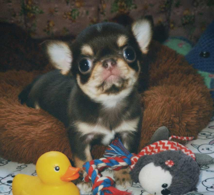 Chihuahua Puppy