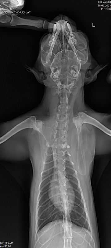 Рентген Тортик 4