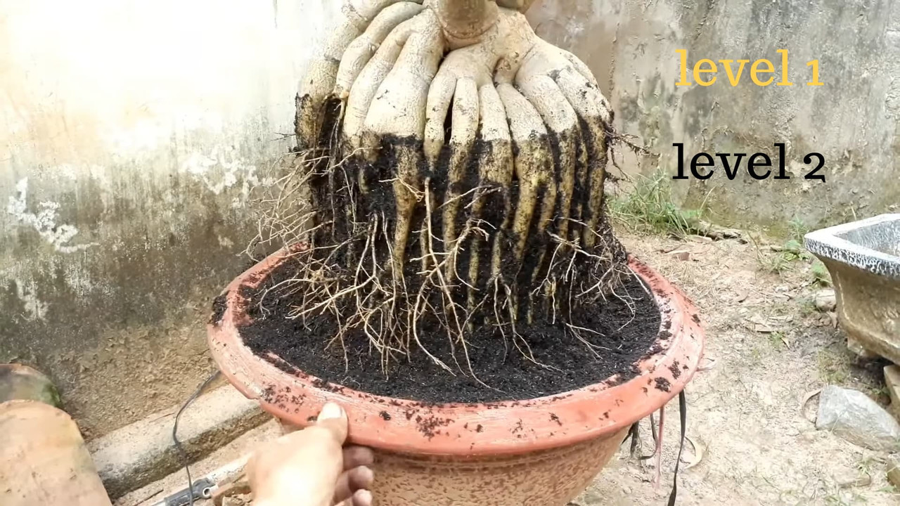 adenium-high-roots-styling.jpg